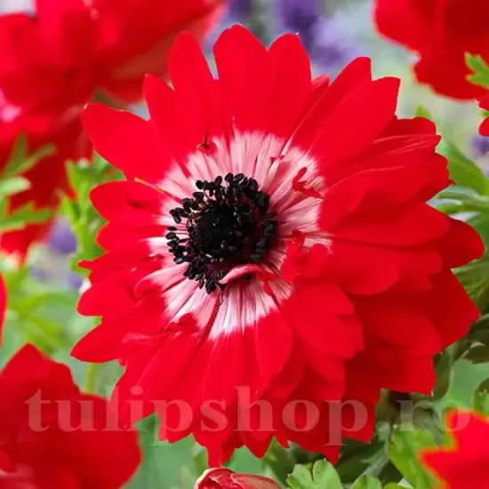 Bulbi Anemone Governor plantare bulbi anemone governor borduri toamna