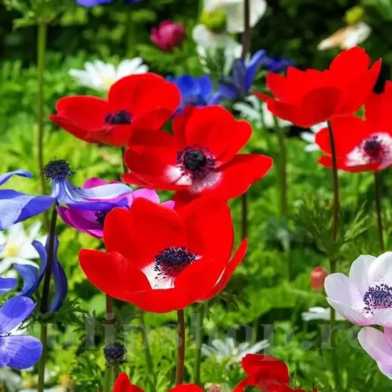plantare bulbi anemone hollandia primavara