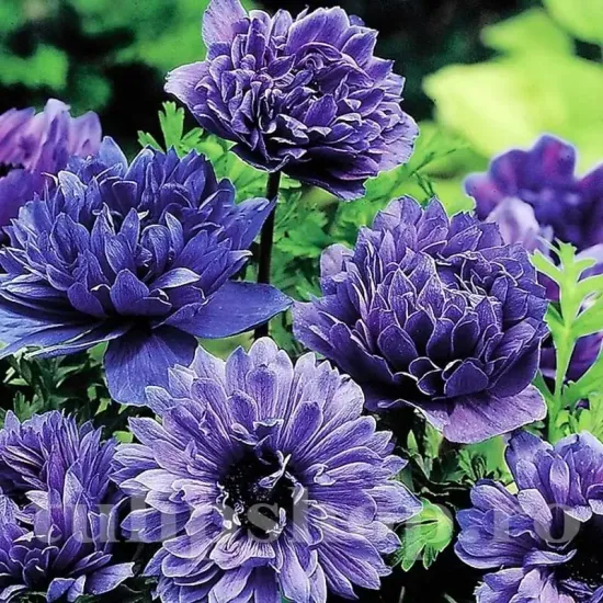 Bulbi Anemone Lord Lieutenant plantare bulbi anemone lord lieutenant toamna