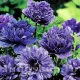 Bulbi Anemone Lord Lieutenant plantare bulbi anemone lord lieutenant toamna