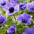 plantare bulbi anemone mov mr fokker 110x110