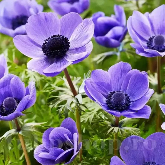 Bulbi Anemone Mr. Fokker plantare bulbi anemone mov mr fokker