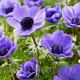 Bulbi Anemone Mr. Fokker plantare bulbi anemone mov mr fokker