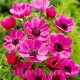 Bulbi Anemone Sylphide plantare bulbi anemone sylphide borduri