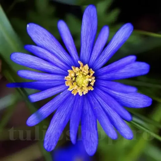 Bulbi Anemone Blue Shades pret bulbi anemone albastre borduri
