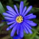 Bulbi Anemone Blue Shades pret bulbi anemone albastre borduri