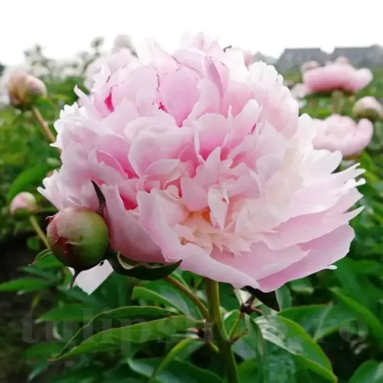 amenajare gradina bujor angel cheeks roz primavara