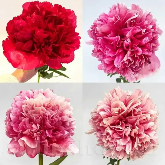 amenajare gradina bujor command performance primavara