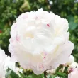Bulbi Bujori Gardenia (Paeonia) - Primavara amenajare gradina bujor gardenia alb primavara 110x110