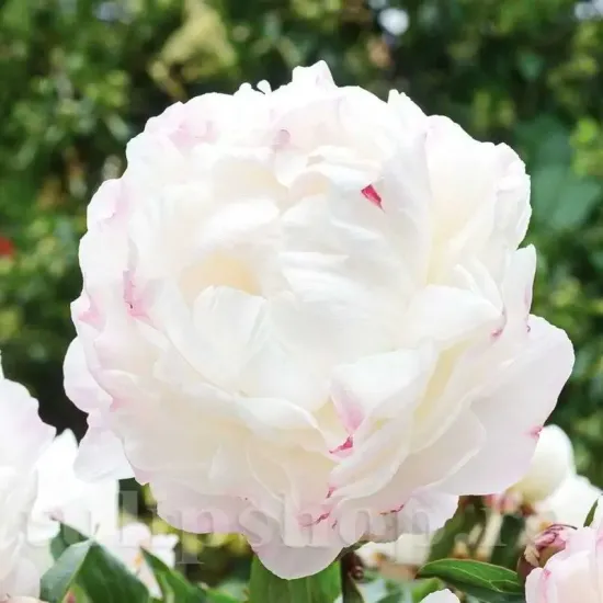 amenajare gradina bujor gardenia alb primavara