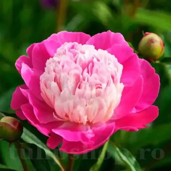 amenajare gradina bujor gay paree japonez primavara