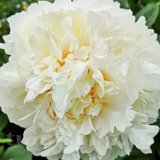 amenajare gradina bujor mary e nicholls premium primavara