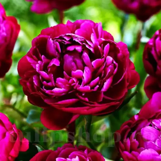 amenajare gradina bujor peter brand negru primavara