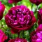 Bulbi Bujori Peter Brand (Paeonia) - Primavara