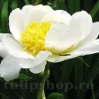 amenajare gradina bujor primavera galben primavara 110x110
