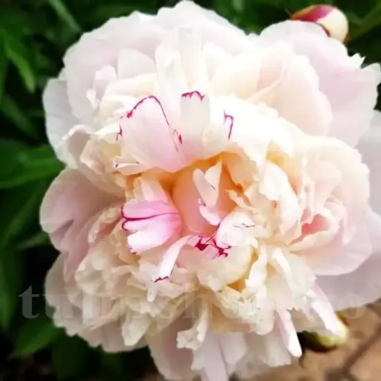 amenajare gradina bujor shirley temple alb primavara