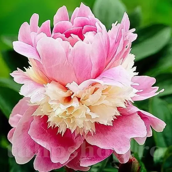 amenajare gradina bujor sorbet roz special primavara