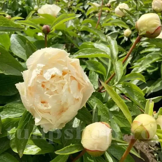 amenajare gradina bujor sunny girl premium primavara