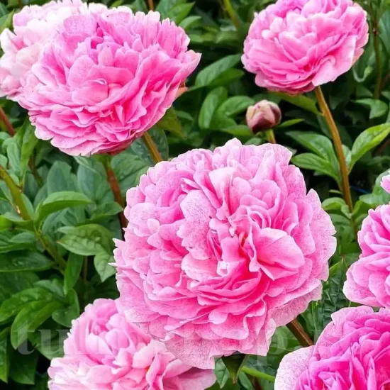 amenajare gradina bujor the fawn premium roz primavara