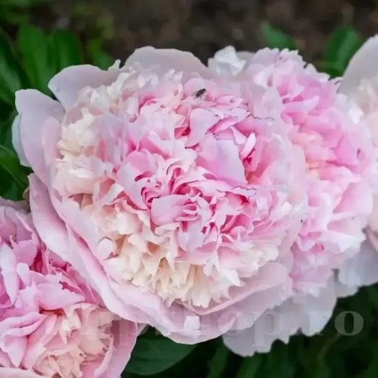 bujor angel cheeks roz pastel parfumat primavara