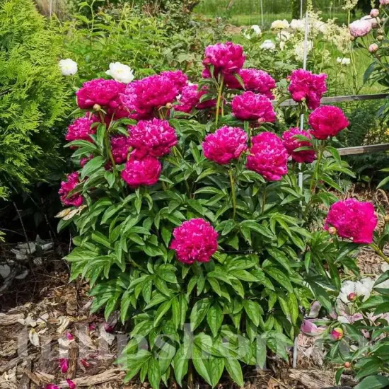 bujor big ben rosu fuchsia batut primavara