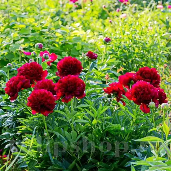 bujor command performance rosu intens primavara