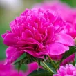 Bulbi Bujori Felix Crousse (Paeonia) - Primavara bujor felix crousse rosu zmeuriu stralucitor primavara 110x110