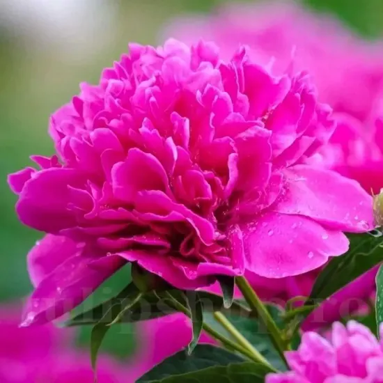 bujor felix crousse rosu zmeuriu stralucitor primavara