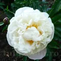 Bulbi Bujori Gardenia (Paeonia)