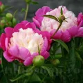 Bulbi Bujori Gay Paree (Paeonia)