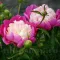 Bulbi Bujori Gay Paree (Paeonia)
