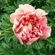 bujor itoh berry garcia floare crem roz primavara 110x110