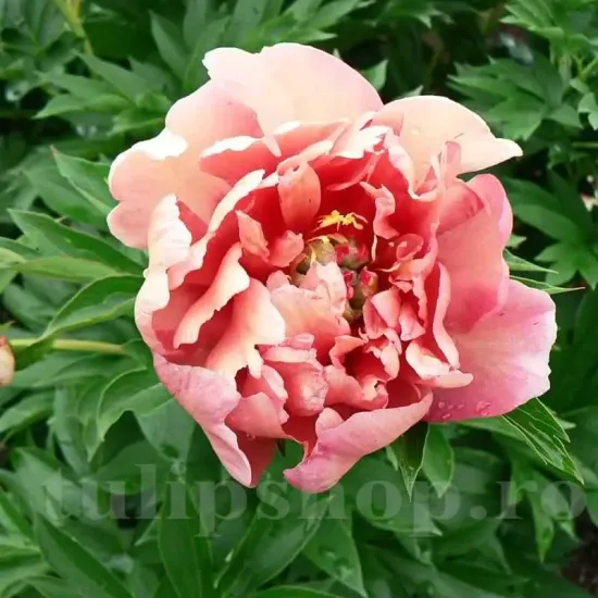 bujor itoh berry garcia floare crem roz primavara