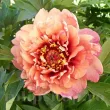 bujor itoh berry garcia gradina calitate 1 primavara 110x110