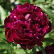 Bulbi Bujori Peter Brand (Paeonia) bujor peter brand rosu inchis visiniu primavara 110x110