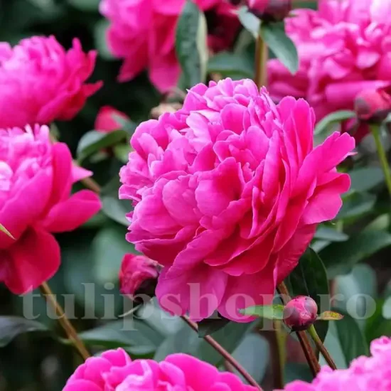 bujor red sarah bernhardt rosu purpuriu primavara