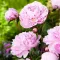 Bulbi Bujori Sarah Bernhardt (Paeonia) - Primavara