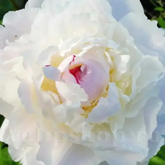 bujor shirley temple alb crem roz pal primavara