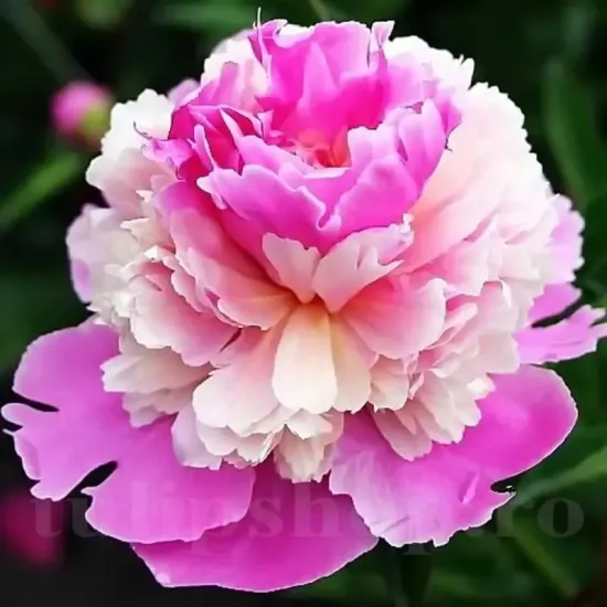 bujor sorbet roz crem trei straturi primavara