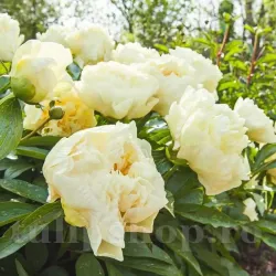 Bulbi Bujori Sunny Girl (Paeonia)