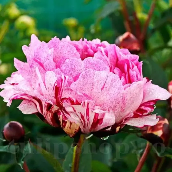 bujor the fawn roz stropit punctat primavara