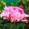 Bulbi Bujori The Fawn (Paeonia) - Primavara