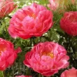 Bulbi Bujori Coral Sunset (Paeonia) - Primavara bulbi bujori coral sunset1 110x110