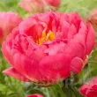 Bulbi Bujori Coral Sunset (Paeonia) - Primavara bulbi bujori coral sunset3 110x110