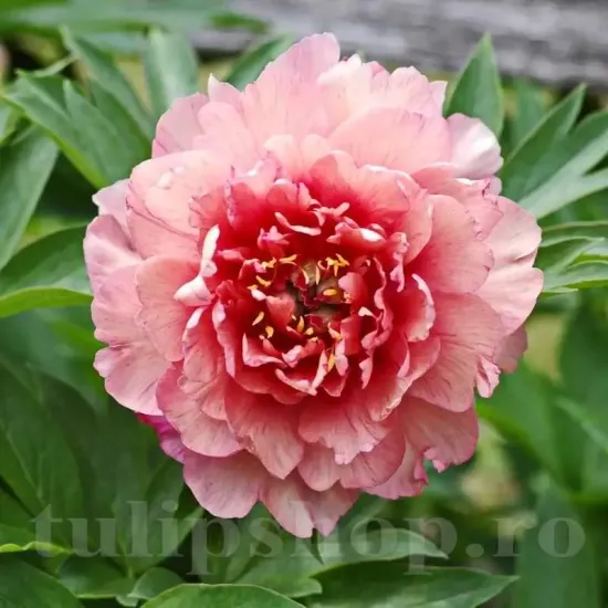 detaliu bujor itoh berry garcia calitate superioara