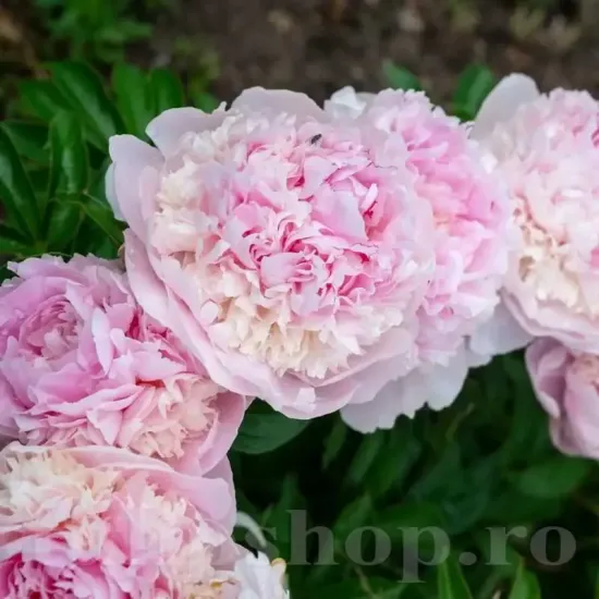 detaliu floare bujor angel cheeks batut primavara