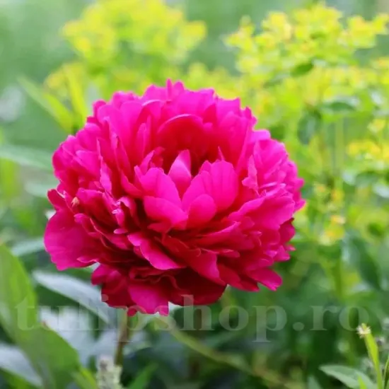 detaliu floare bujor felix crousse batut parfumat