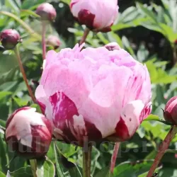 Bulbi Bujori The Fawn (Paeonia)