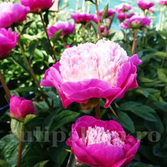 floare bujor gay paree bicolor detaliu primavara