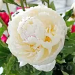 floare bujor mary e nicholls aspect trandafir alb primavara 110x110